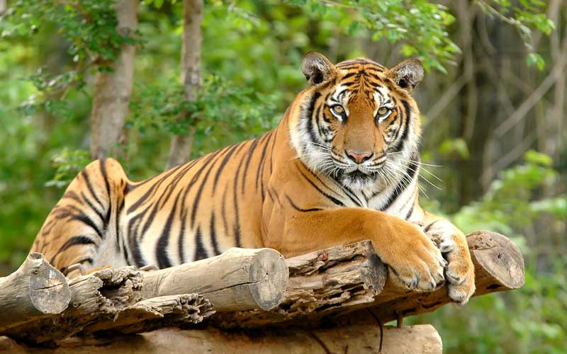 Majestic Bengal tiger resting on a rock ledge in naturalistic habitat